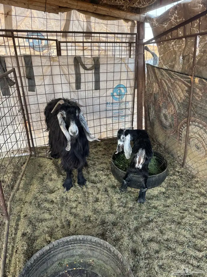 عنز عارضيه السن تامه معها تيس شقا 1