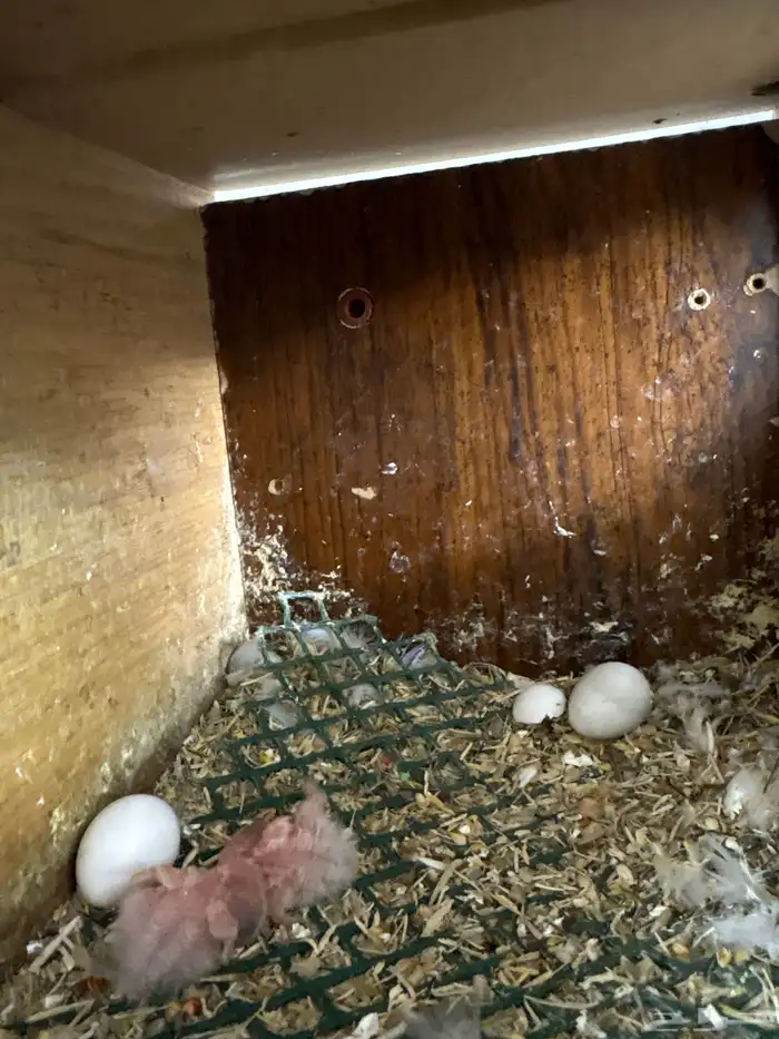 زوج روز مع ثلاثه فروخ وبيضه 2