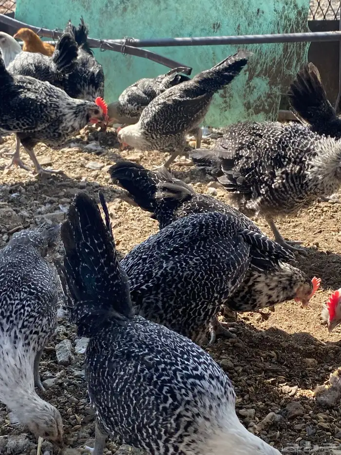 تم البيع الله يباركلك لرعيه 5