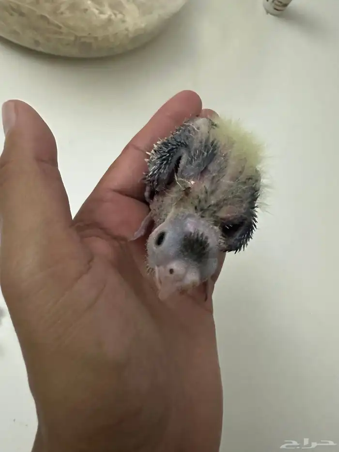 للبيع كروان غر ب 80 تم البيع 5