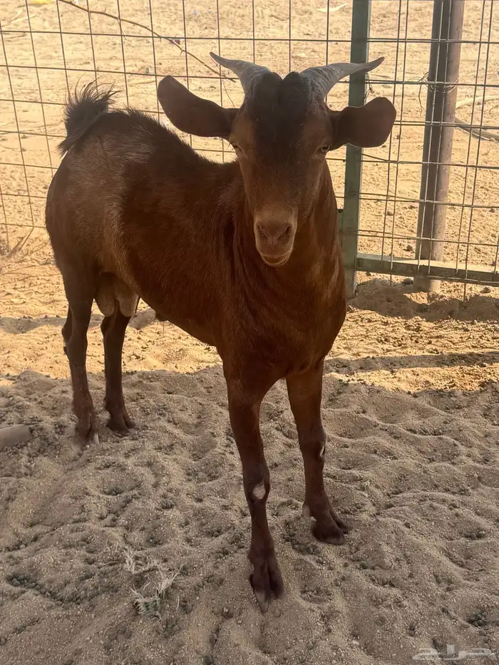 تيس محايلي فحل جذع 3