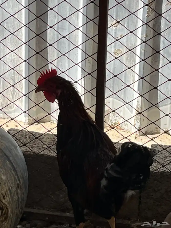 سلام عليكم اعرض لكم في دجاج 1