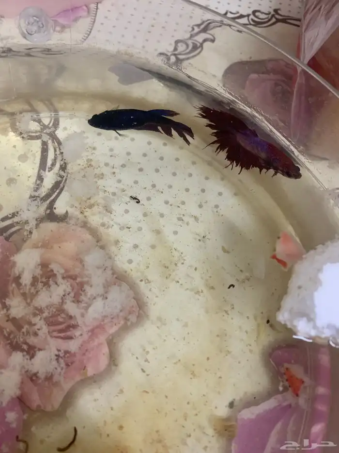 ازواج سمك فايتر منتجة اقبل البدل 3