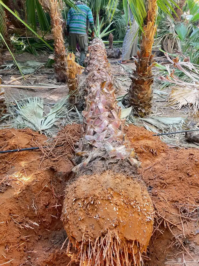 نخل واشنطن زينه ونخيل عربي مثمر للبيع توصيل وزراعه 3