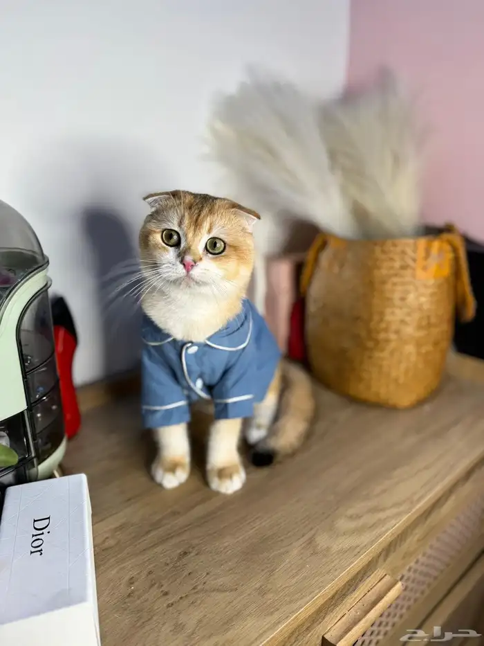 قطو سكوتش فولد للبيع مستوى بطل 1