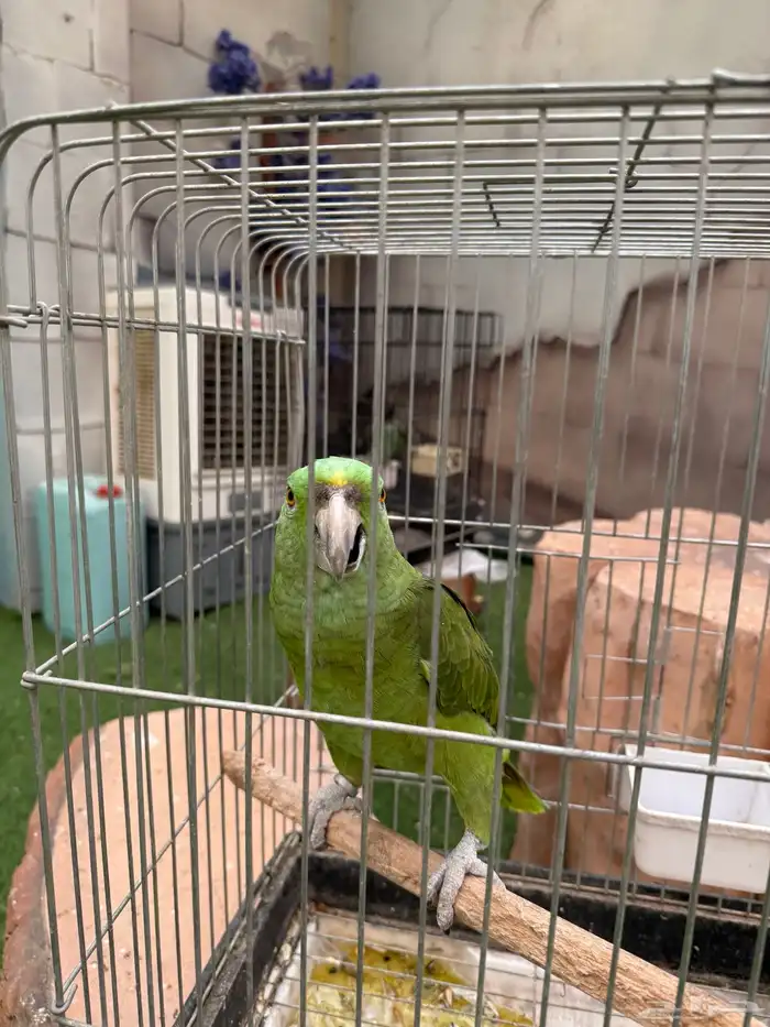 طيور للبيع 12