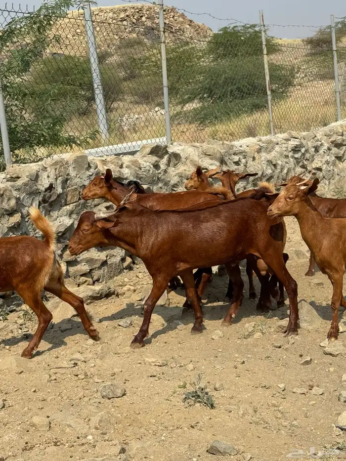 جفار او عنقان معزا دهم عدد 12( تم البيع) 2