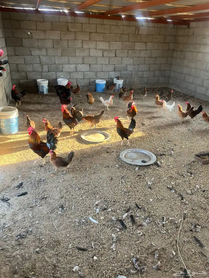 بيض مخصب (دجاج ترثه) عربي غير مهجن 1