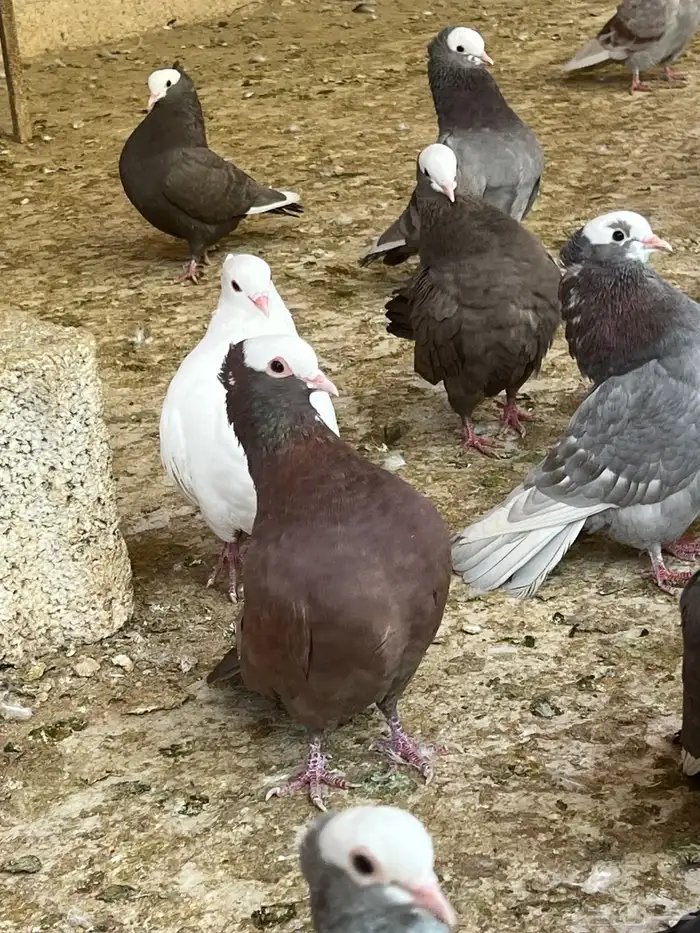 عشه حمام موكا هزاز 4