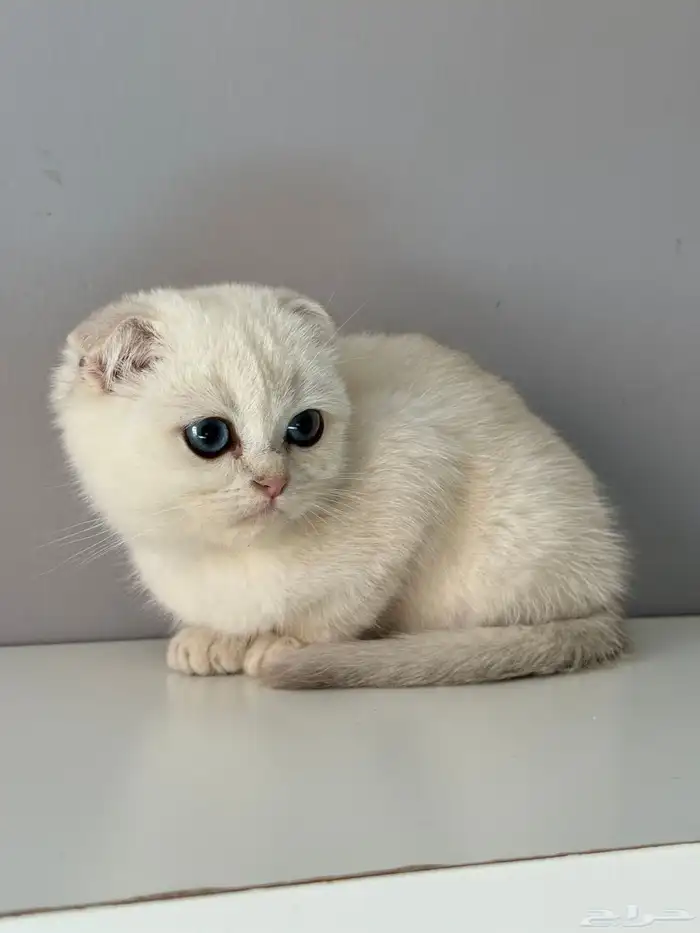 كيتن قطط قط قطو الكيك قطوه سكوتش 5