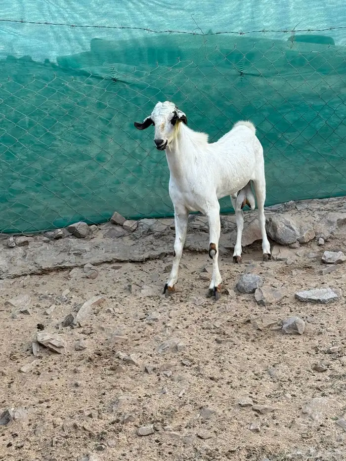 تيس بيشي فحل صنف الصنف 5