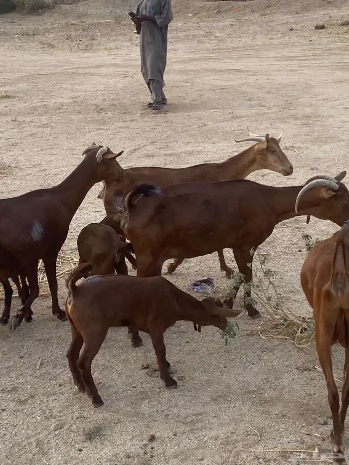 خلفات محايلات تم البيع 3