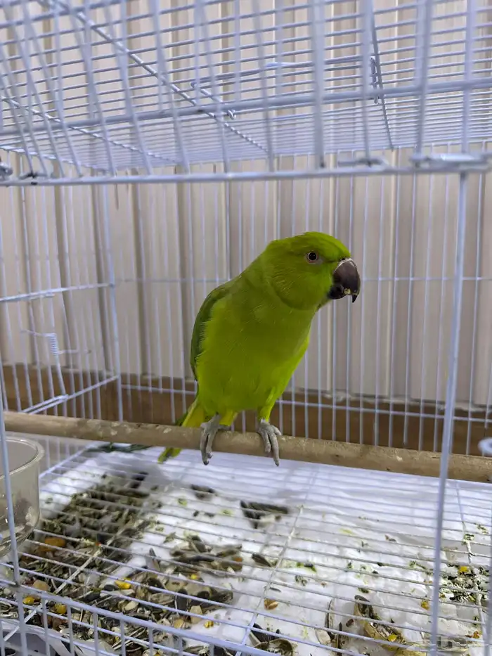 انثى ببغاء الدرة 0