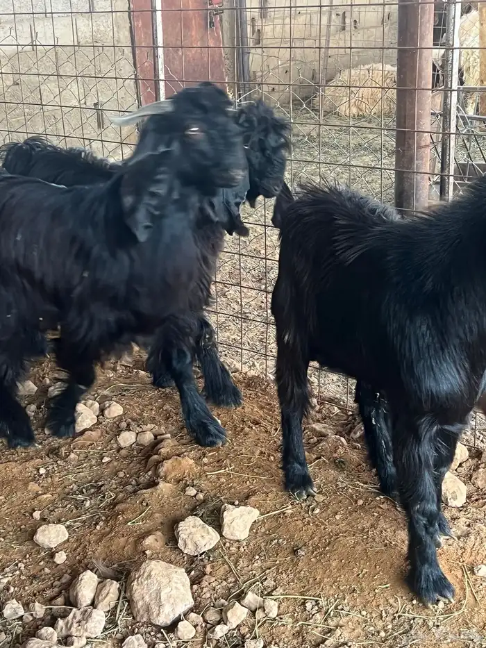 تيوس طيبه للبيع 0