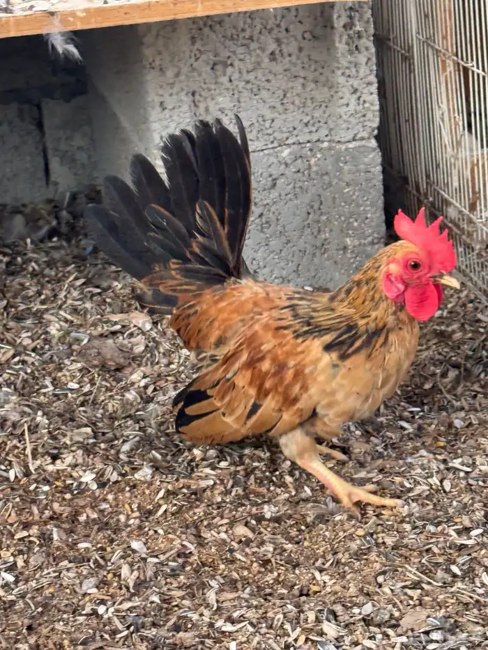 ديك جبانيز 2