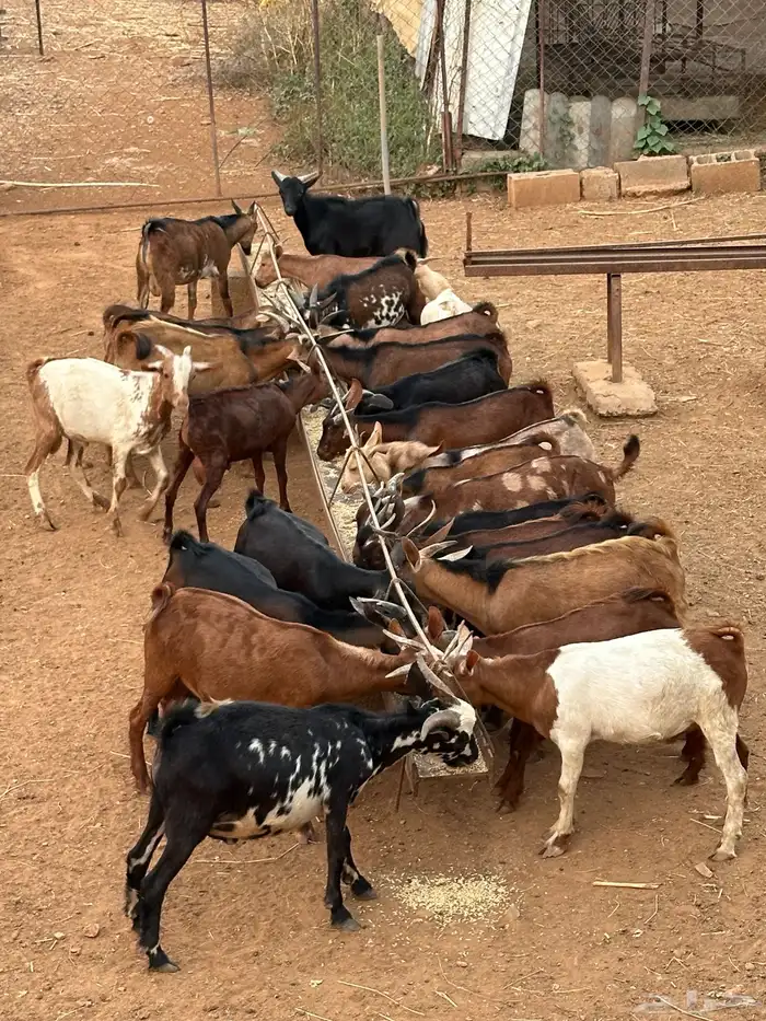 27 راس تيوس ذكور من 4 شهور وفوق 0