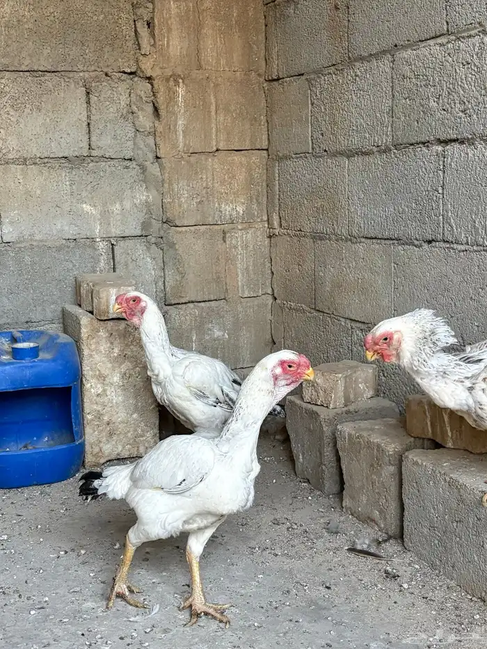 دجاج فارسي حجازي 9