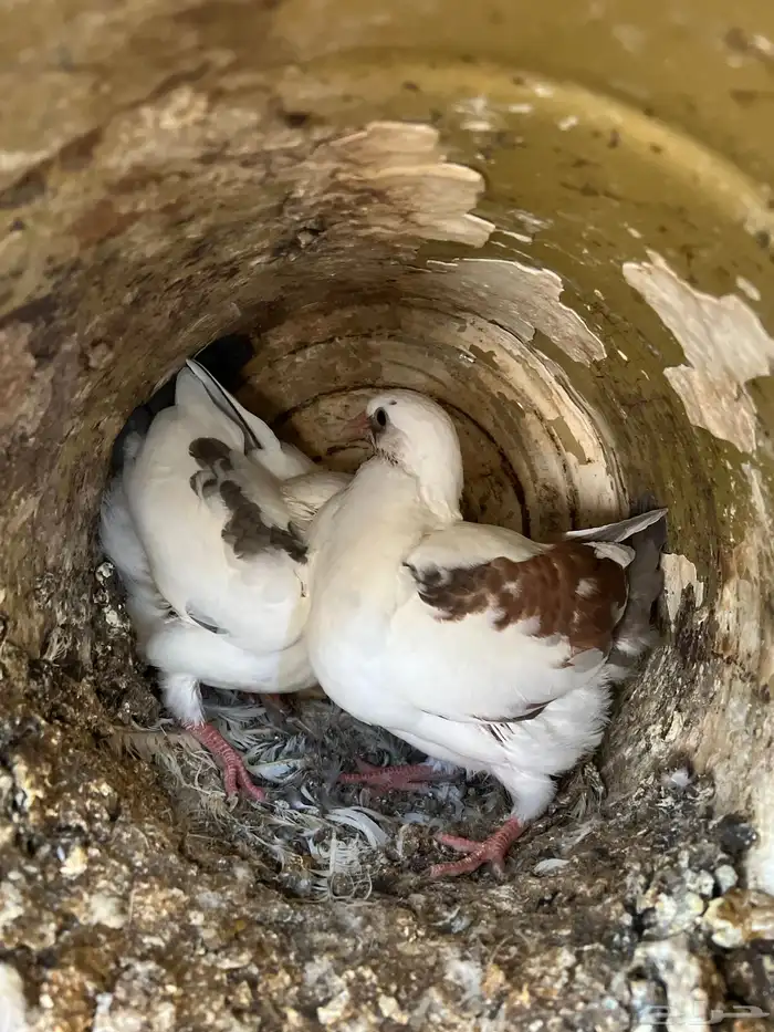 زغليل فرنسي كريمي سلفر سوبر جانبو 5