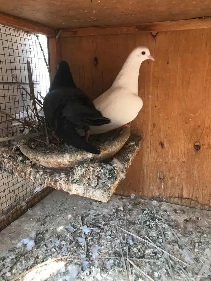 صنعاني اصيل شيبه 1