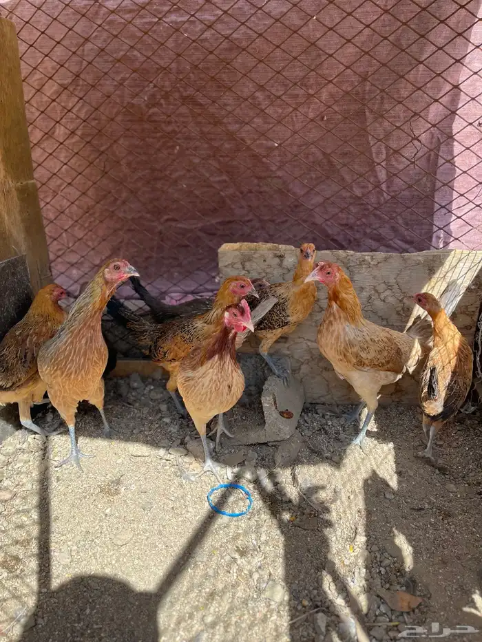 سلام عليكم اعرض لكم في دجاج 20