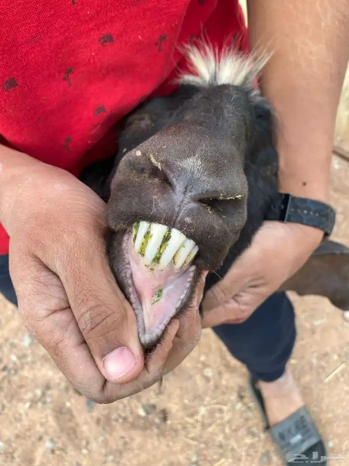 فحل هولندي 5