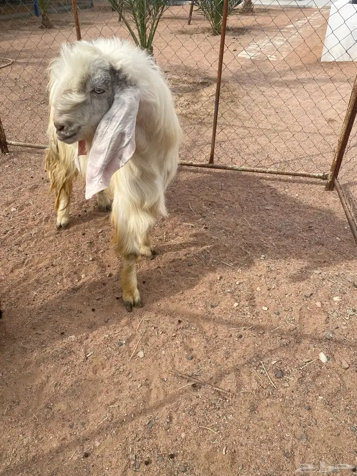 فحل هولندي 0