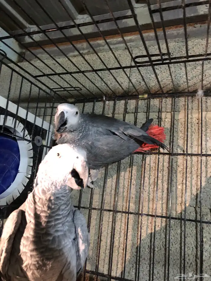 جوز كاسكو منتج 2