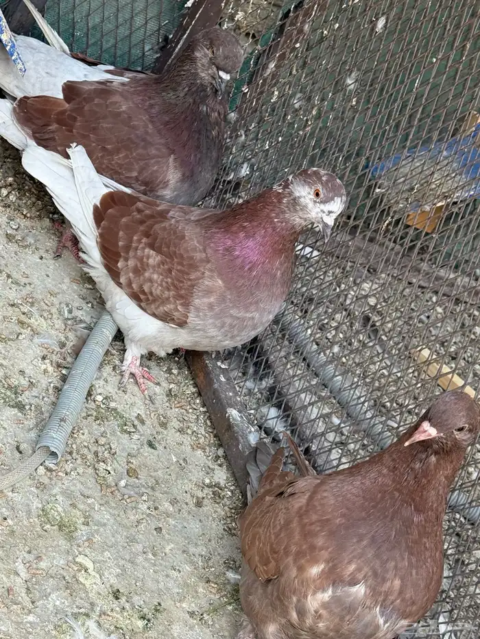 للبيع جوز فرش مع ولده 5