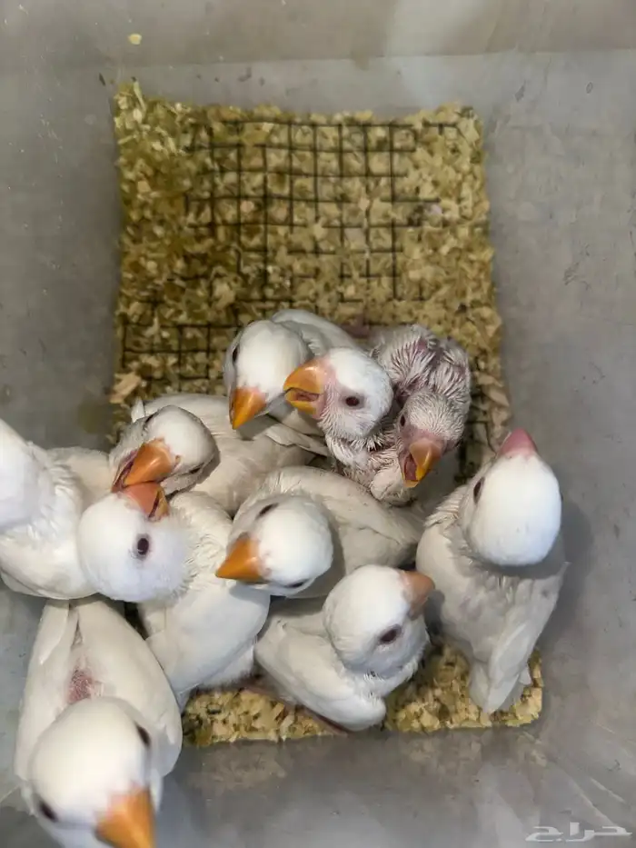 فروخ روز(البينو وبافالو) مميزه وحلوه 3