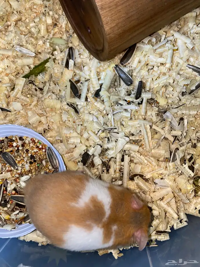 زوج هامستر 0