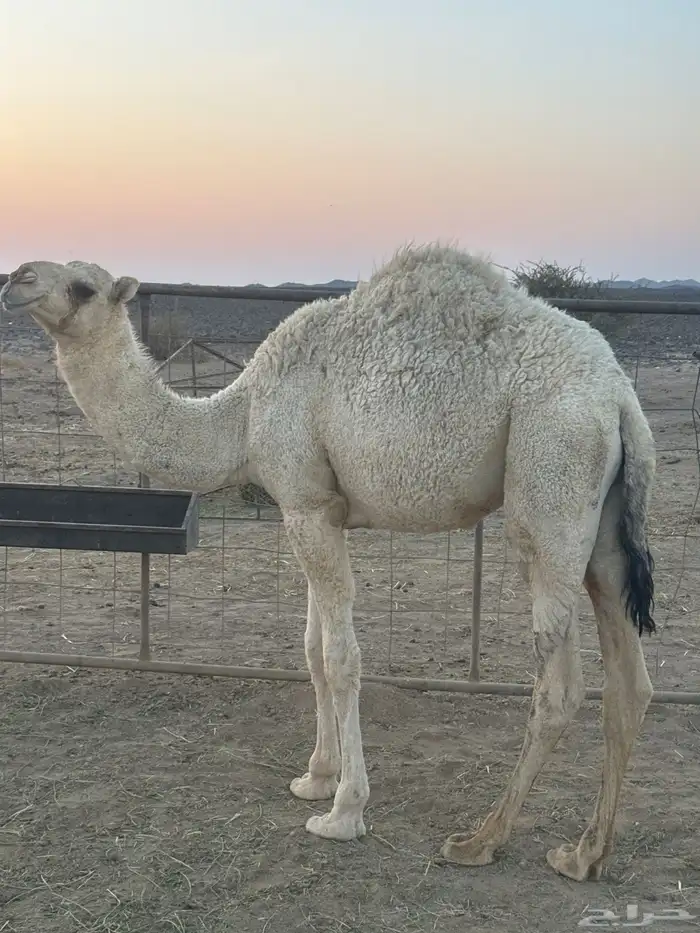 2قعدات طيبات شرط بريات. علفهن برسيم وشعير. ذمه وأمانه 2