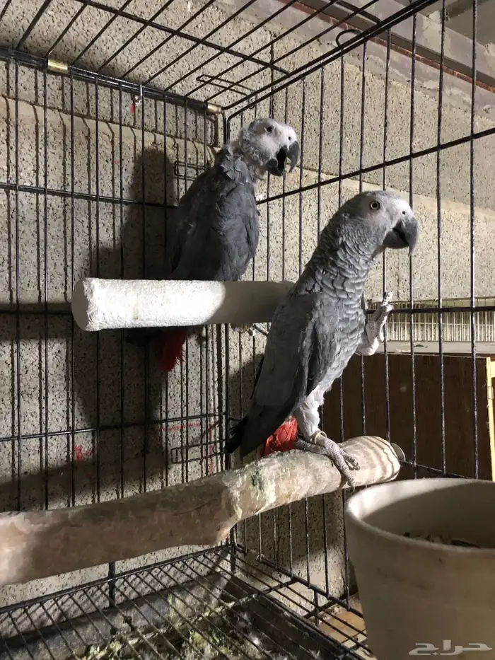 جوز كاسكو منتج 5