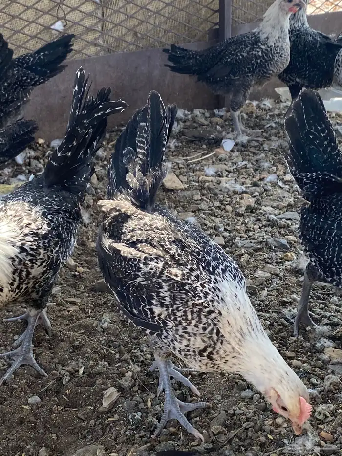 تم البيع الله يباركلك لرعيه 16