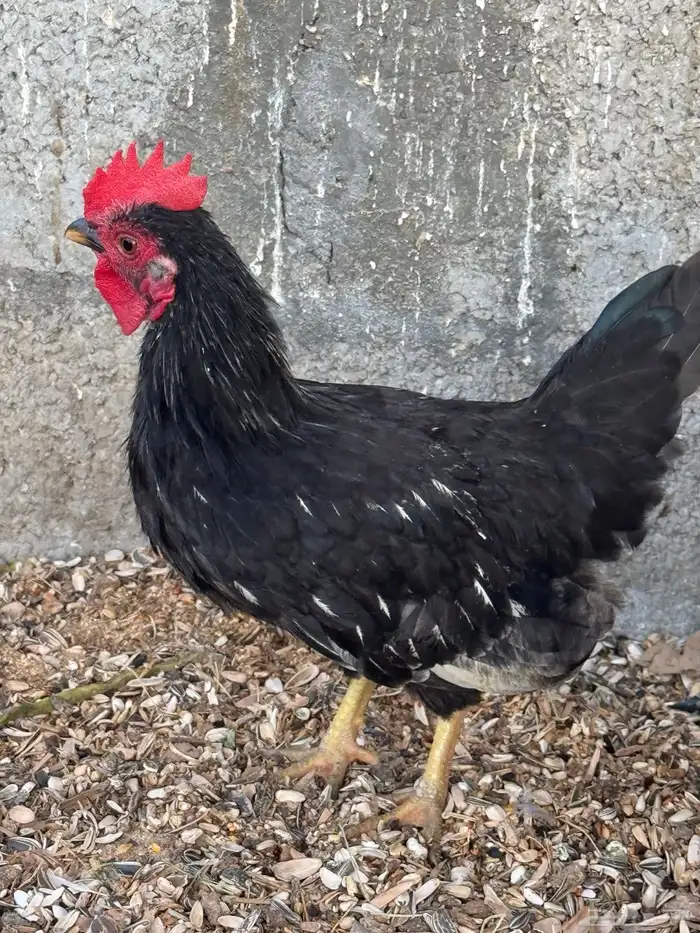 ديك جبانيز 1