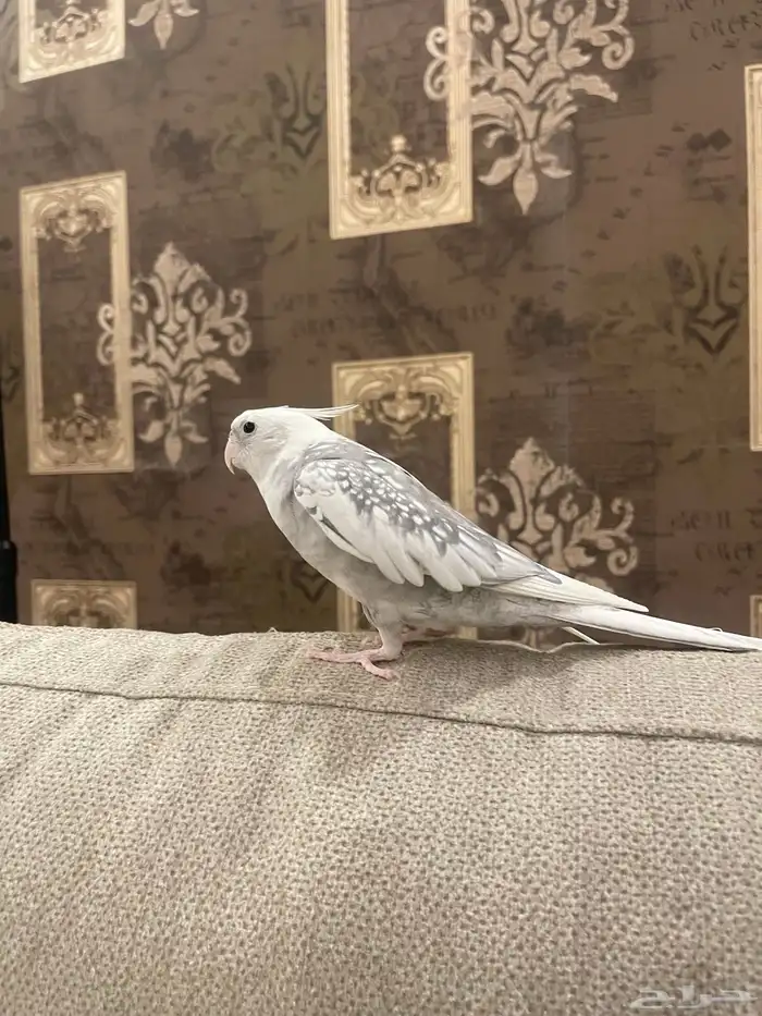 كروان ذكر أليف هدد 1