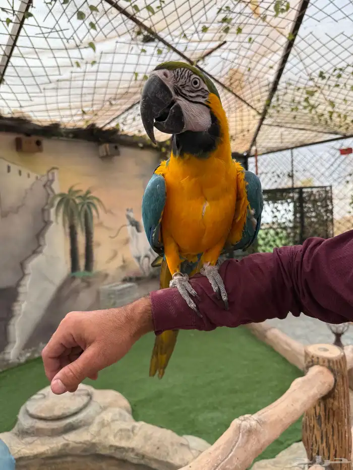 طيور للبيع 3