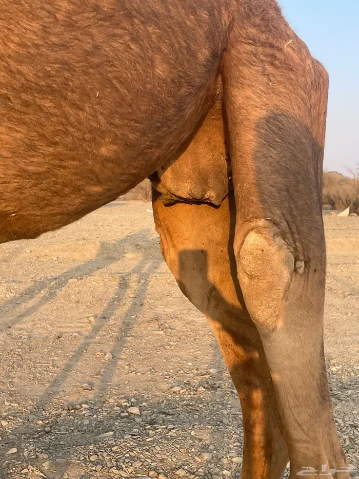 نياق حمر طيبات 5