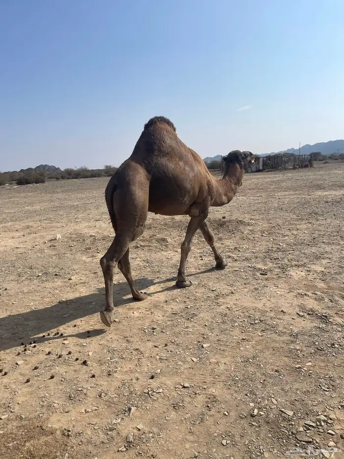 جمل احمر ادهم مشروط 3
