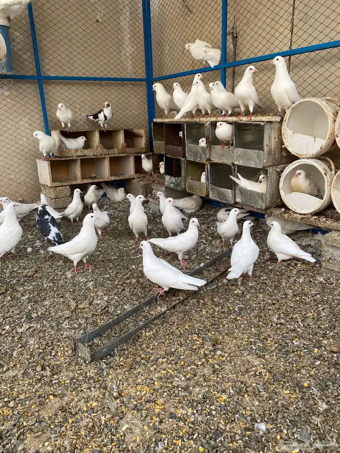 حمام فرنسي نظيف شرط ومنتج 8