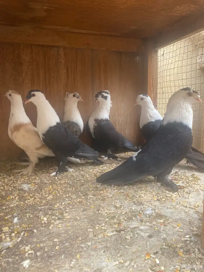 حمام لبناني 1