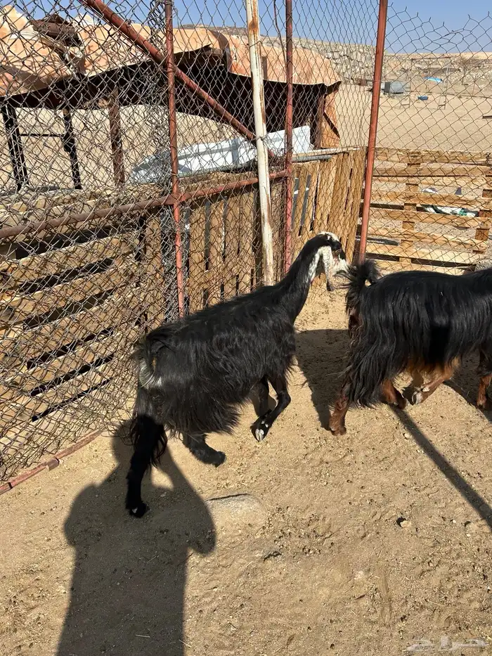 معزا العدد 6 جمع دفيع 5