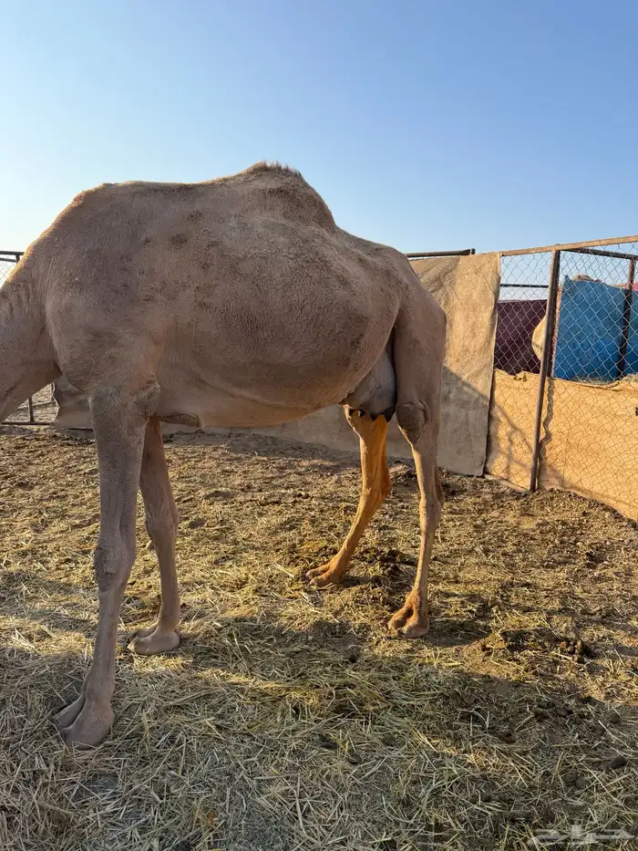 خلفه ام ثالث. تحتها بكره 4