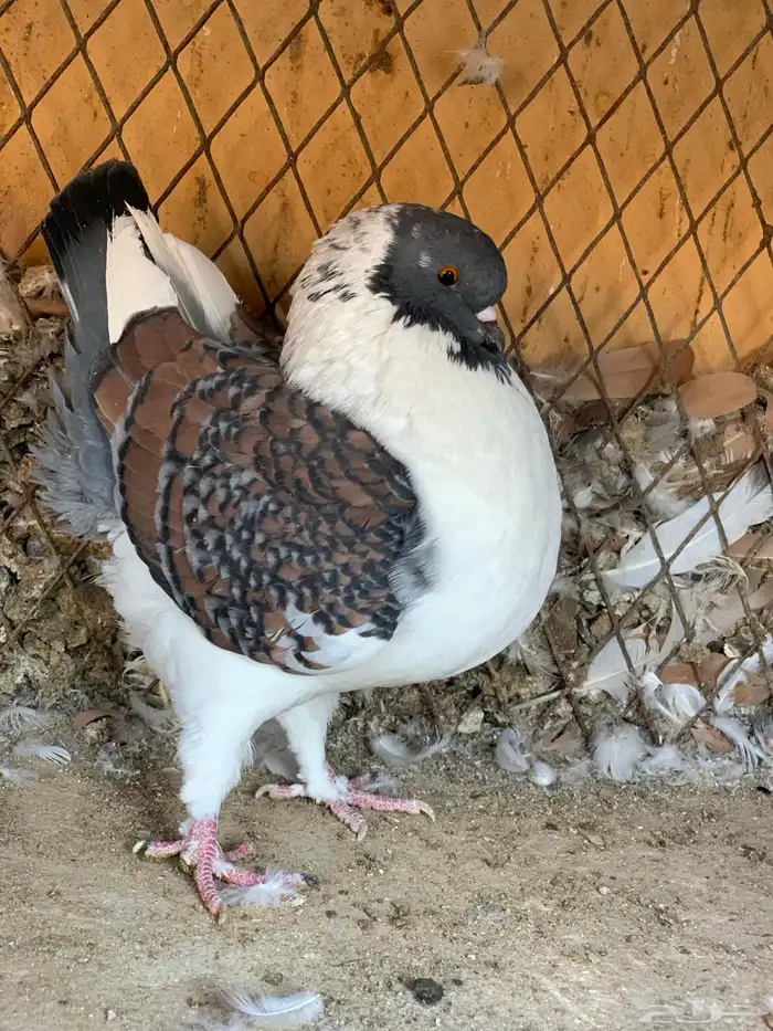 كنق باقي له ريشتين 2