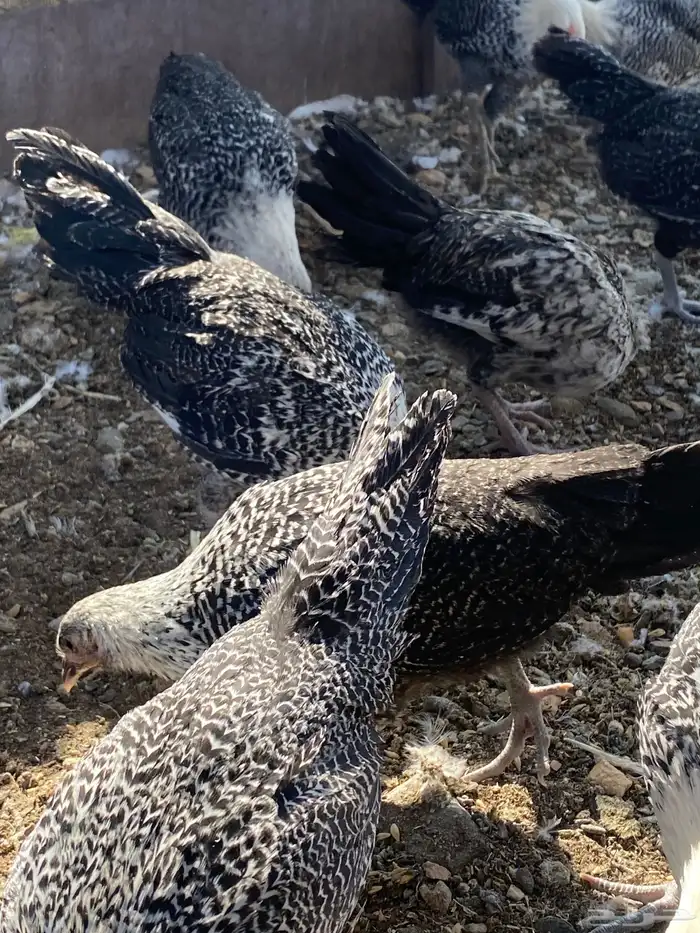 تم البيع الله يباركلك لرعيه 12