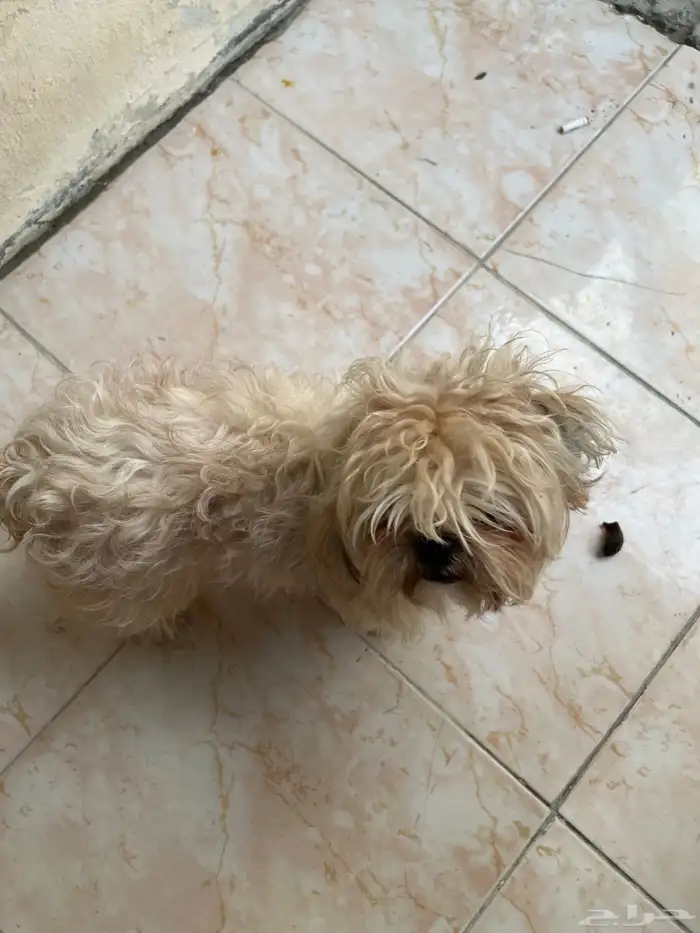 كلب مالتيز للبيع 0