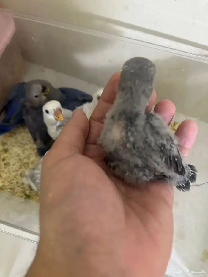 فروخ روز باليد فايلوت هدد قريب 4