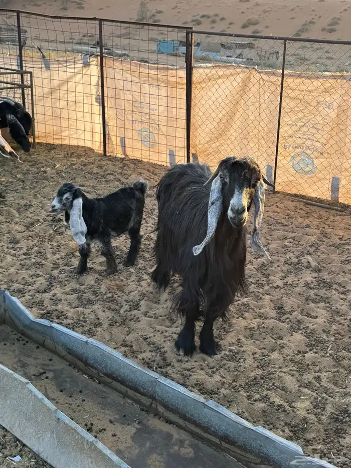 عنز عارضيه السن تامه معها تيس شقا 2