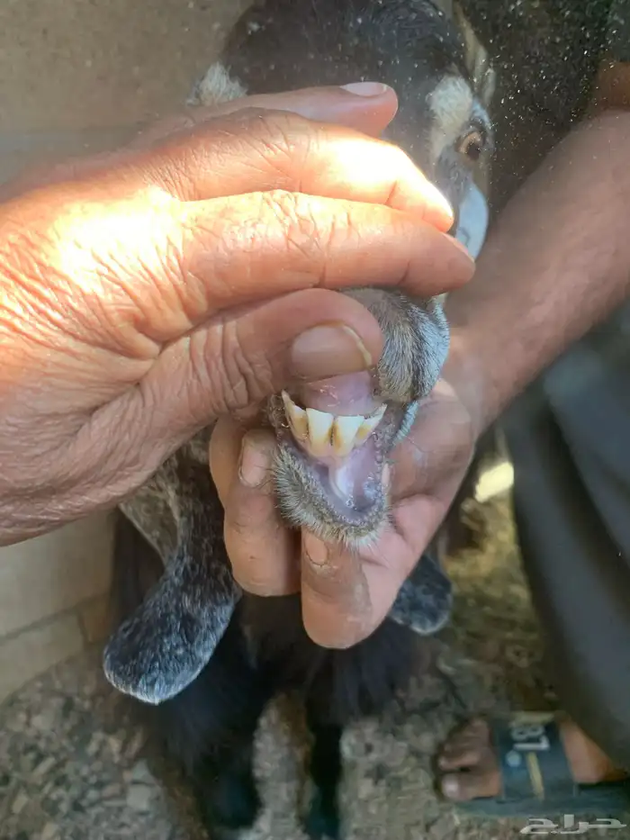 عنزين طيبات مضاريع فوق 3 شهر 2