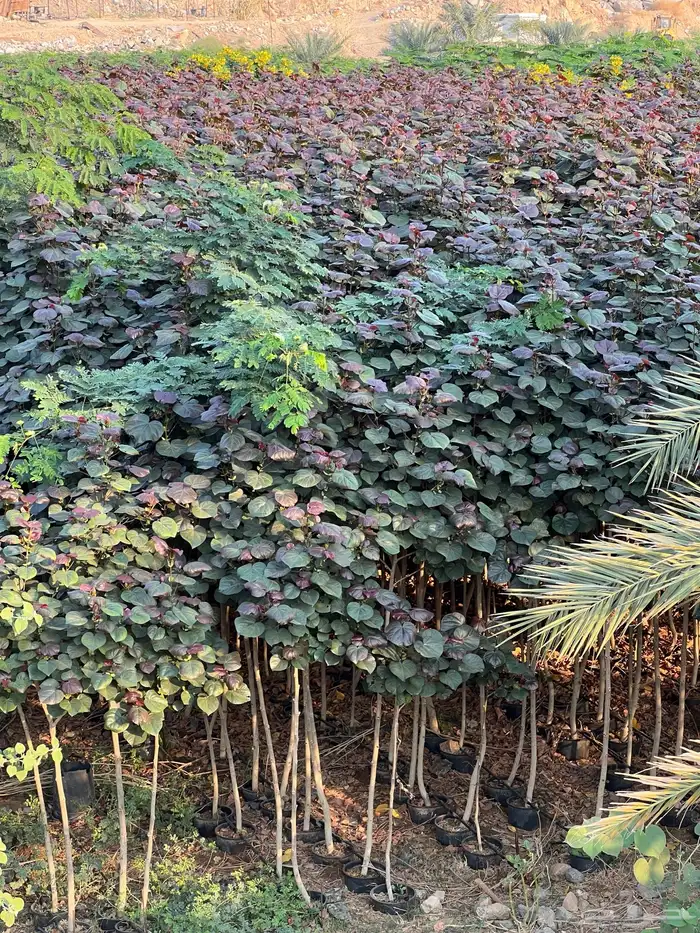 مشتل مؤسسة ميم للتشجير نيم لبخ أكاسيا لسان العصفور باركنسوني 2