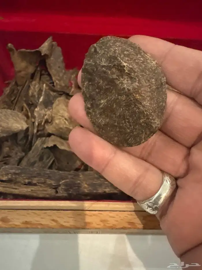 عود كاليمنتان بونتيانك (( غطاس )) اندر ووتر طبيعي 100   100 1